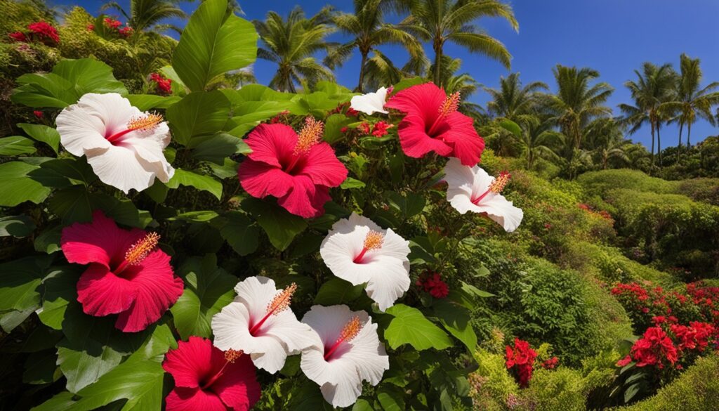Colorful hibiscus varieties in Hawaiian garden