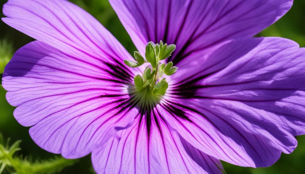 Cranesbill Geranium