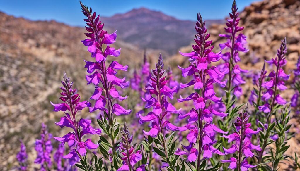 Drought-Tolerant Penstemon Flowers