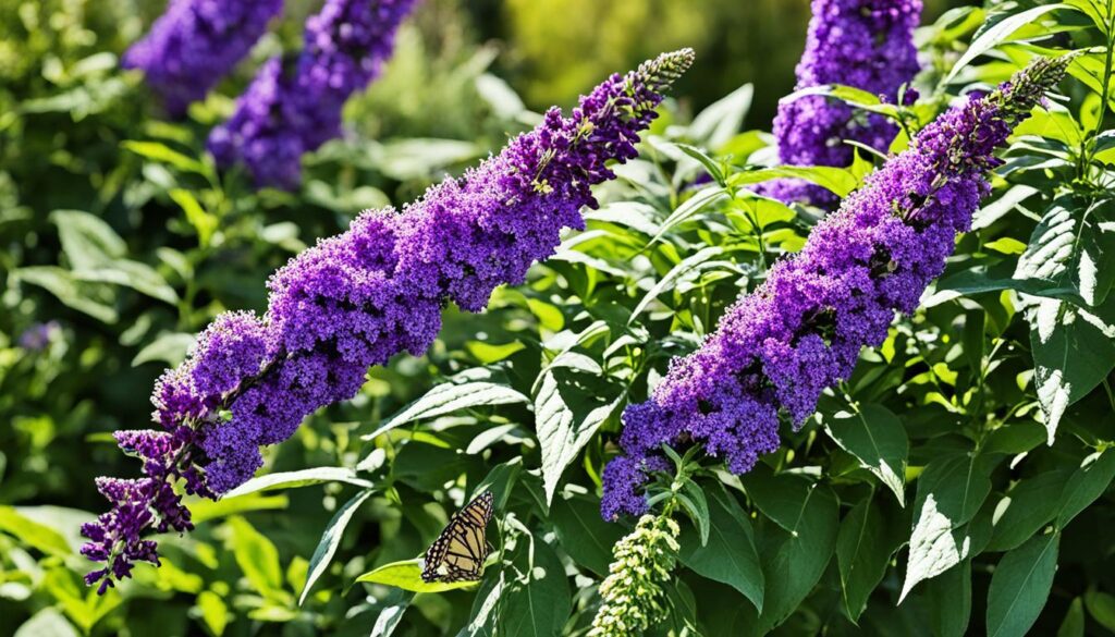 Grand Cascade Buddleia in Garden