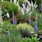 Great Garden Plants