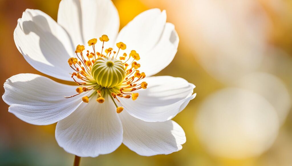 Japanese Anemone in bloom