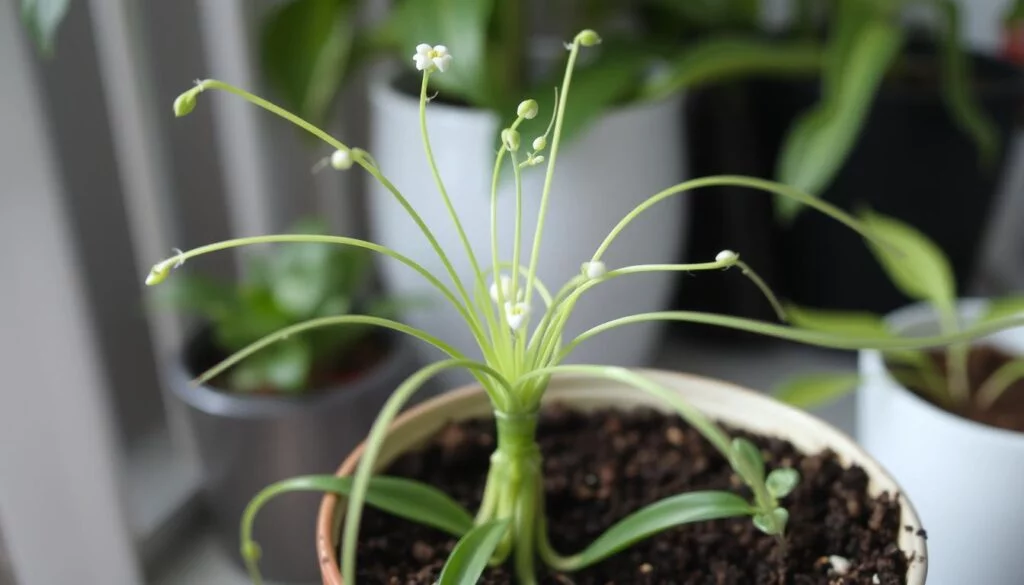 Spider Plant Growing Rapidly