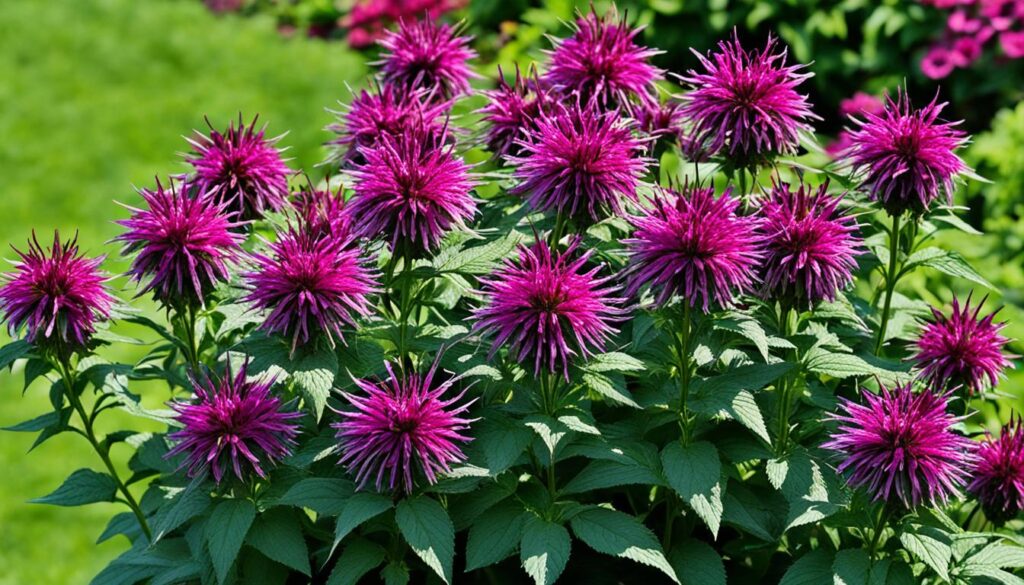 Sugar Buzz Rockin Raspberry Monarda