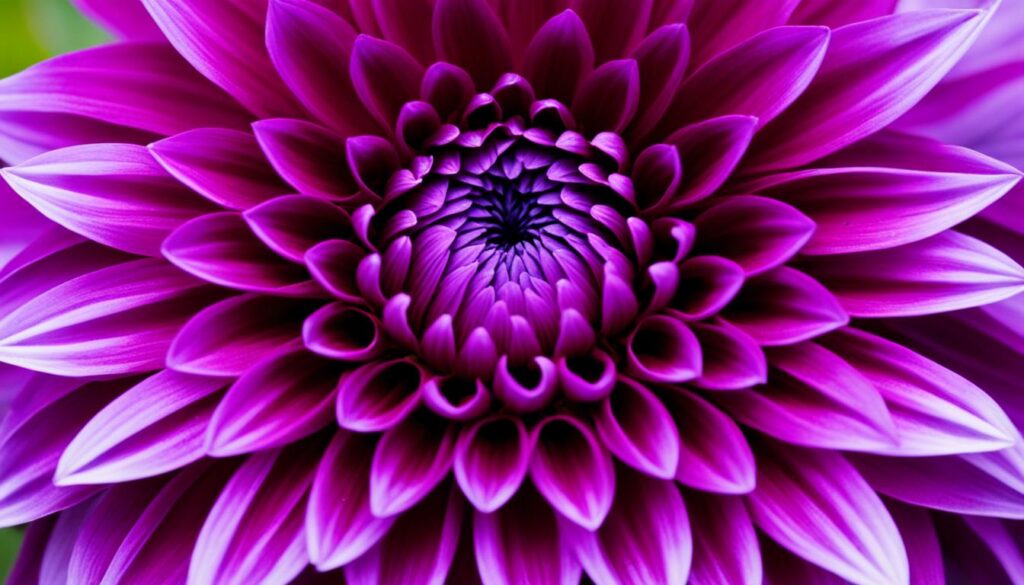 Vibrant Bloomers Dahlias
