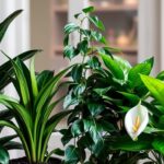 Best Indoor Plants