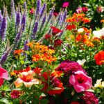 A vibrant garden filled with various plants suitable for the Houston climate, featuring colorful blooms and lush greenery. The image showcases a mix of native species and tropical plants thriving in a sunny, warm environment.