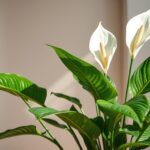 Beautiful peace lily plant with vibrant green leaves and striking white blooms, thriving in a decorative pot. Ideal for adding a touch of elegance and tranquility to any indoor space.
