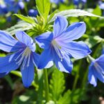 Perennial Flower Species