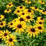 Black-Eyed Susan (Rudbeckia)
