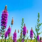 Blazing star (Liatris spicata)