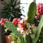 Christmas Cactus (Schlumbergera spp.)