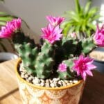 Fishhook Cactus (Mammillaria spp.)