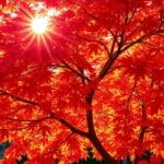 Japanese Maple (Acer palmatum)