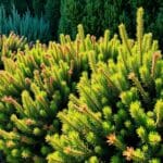 Juniper (Juniperus spp.)