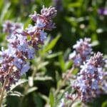 Russian Sage (Perovskia atriplicifolia)