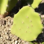 Bunny Ears Cactus (Opuntia microdasys)