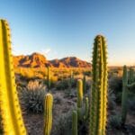 Organ Pipe Cactus (Stenocereus thurberi)