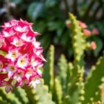 Easter Cactus (Hatiora gaertneri)