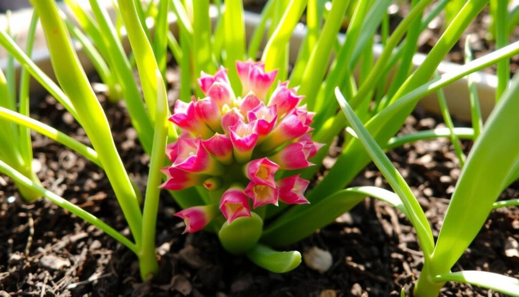 Easter Cactus propagation
