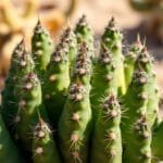 Fairy Castle Cactus (Acanthocereus tetragonus)