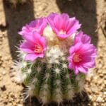 Old Lady Cactus (Mammillaria hahniana)