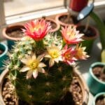 Pincushion Cactus (Mammillaria crinita)