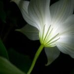 Queen of the Night (Epiphyllum oxypetalum)