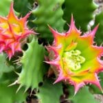 Fishbone Cactus (Epiphyllum anguliger)