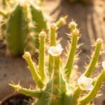 Ladyfinger Cactus (Mammillaria elongata)