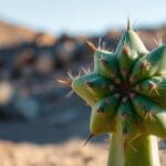Star Cactus (Astrophytum asterias)